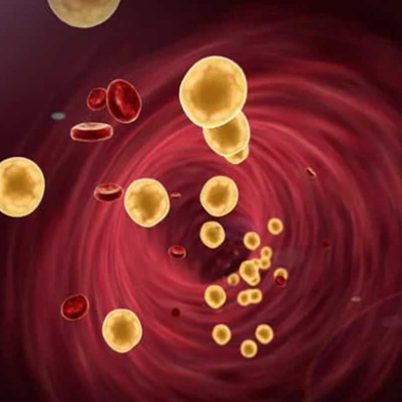 Illustration von Blutzellen und Cholesterinpartikeln in einem Blutgefäß – symbolische Darstellung des Fettstoffwechsels im menschlichen Körper.