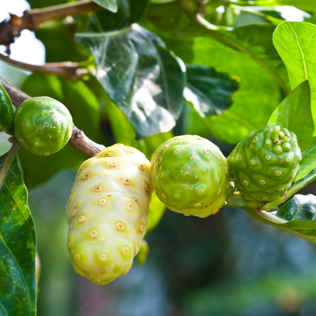 Noni